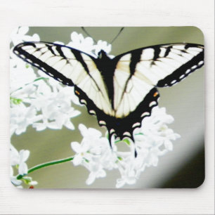 Östra Tiger Swallowtail Butterfly Photo Musmatta