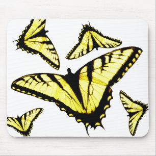 Östra Tiger Swallowtail Butterfly Photo Musmatta