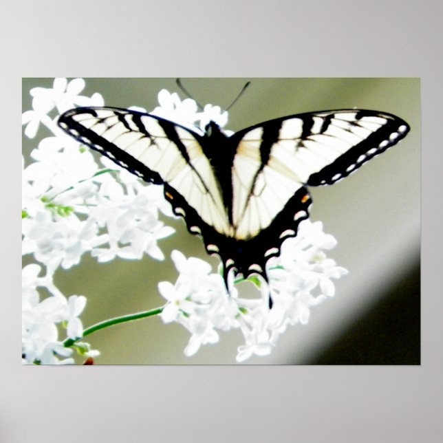 Östra Tiger Swallowtail Butterfly Photo Poster (Framsidan)