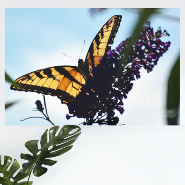 Östra Tiger Swallowtail Butterfly Photographic Canvastryck (Skapare uppladdad)