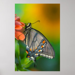 Östra-Tiger Swallowtail Butterfly Poster