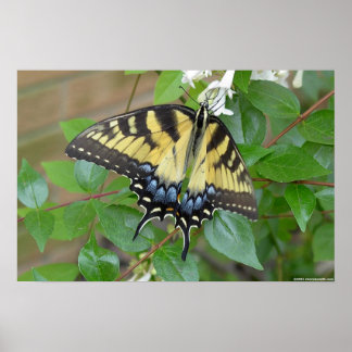 Östra Tiger Swallowtail Butterfly Poster