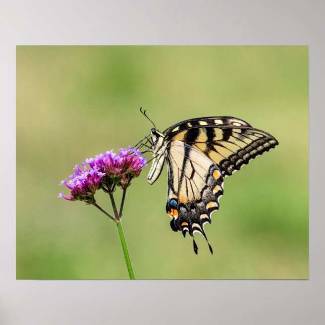 Östra Tiger Swallowtail Butterfly Poster (Framsidan)