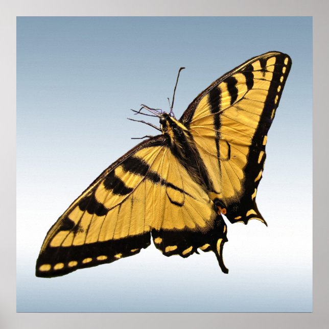 Östra Tiger Swallowtail Butterfly Poster (Framsidan)