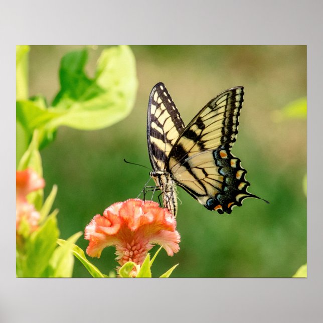 Östra Tiger Swallowtail Butterfly Poster (Framsidan)