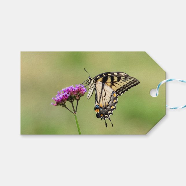 Östra Tiger Swallowtail Butterfly Presentetikett (Framsidan (Horisontell))