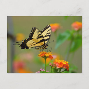Östra Tiger Swallowtail Butterfly Vykort