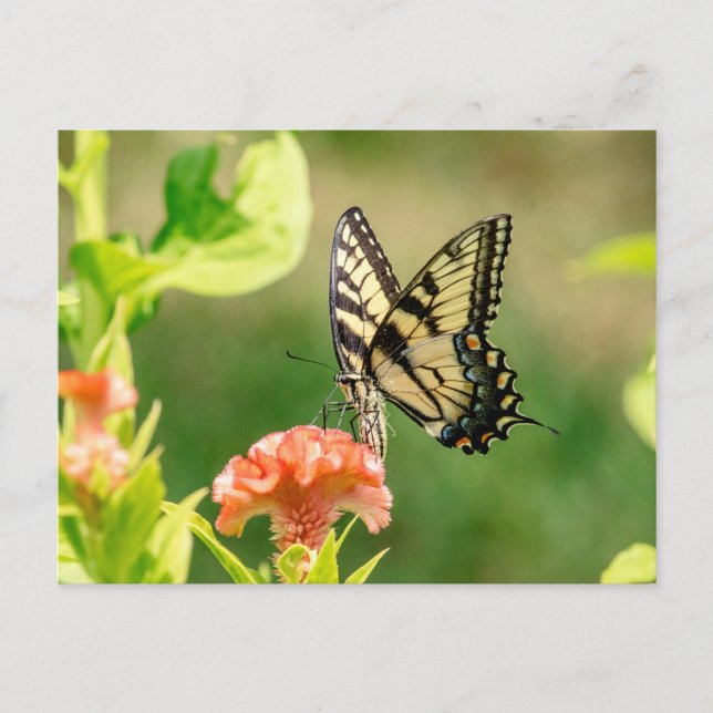 Östra Tiger Swallowtail Butterfly Vykort (Framsida)