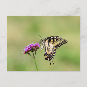 Östra Tiger Swallowtail Butterfly Vykort
