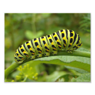 Östra Tiger Swallowtail CaterPelare Fototryck