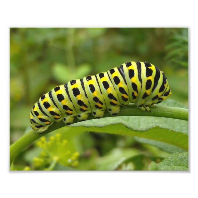 Östra Tiger Swallowtail CaterPelare Fototryck (Framsidan)