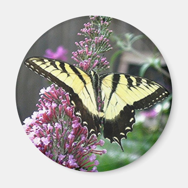 ÖSTRA TIGER SWALLOWTAIL-magnet Magnet (Framsidan)
