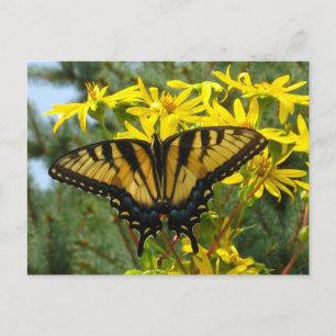 Östra Tiger Swallowtail på Gultens Daisy Vykort