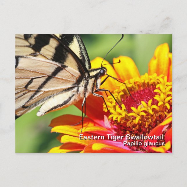 Östra Tiger Swallowtail-vykort Vykort (Framsida)