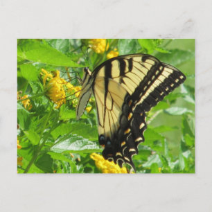 Östra Tiger Swallowtail-vykort Vykort