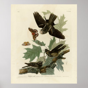 Östra Whip-Poor's Audubon's Birds of America Poster