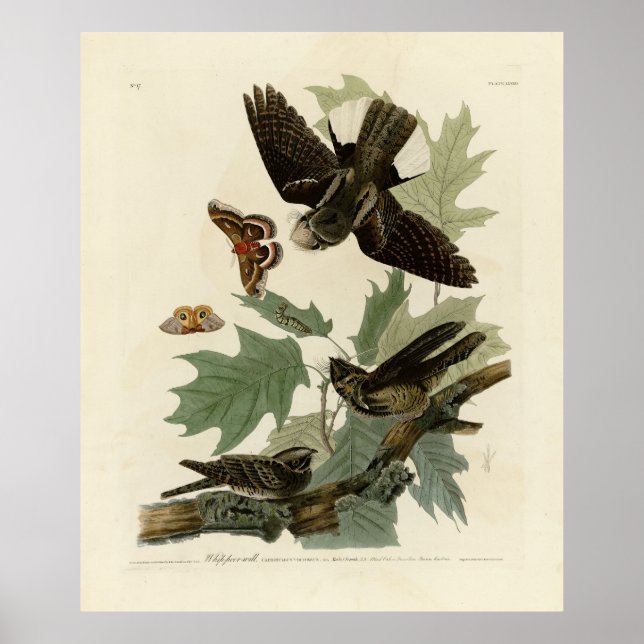 Östra Whip-Poor's Audubon's Birds of America Poster (Framsidan)
