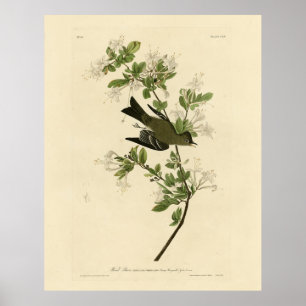 Östra Wood Pewee från Audubon's Birds of America Poster