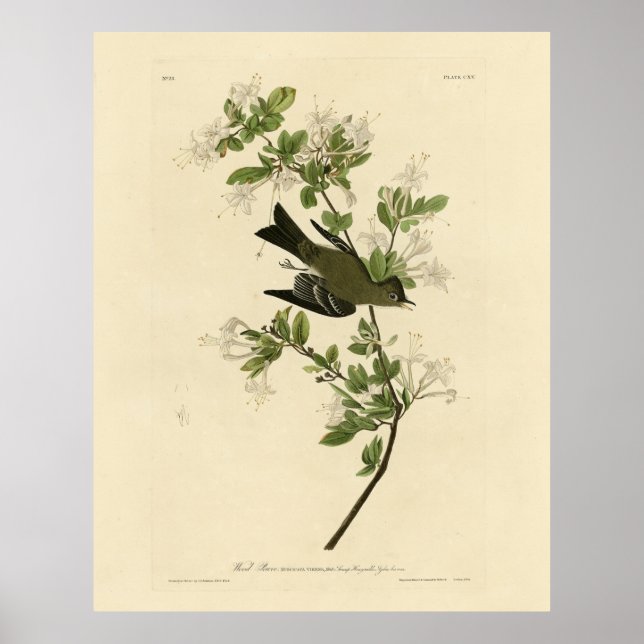 Östra Wood Pewee från Audubon's Birds of America Poster (Framsidan)