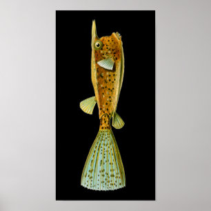 Ostracion cornutus (Boxfish), Haeckel Fine Art Poster