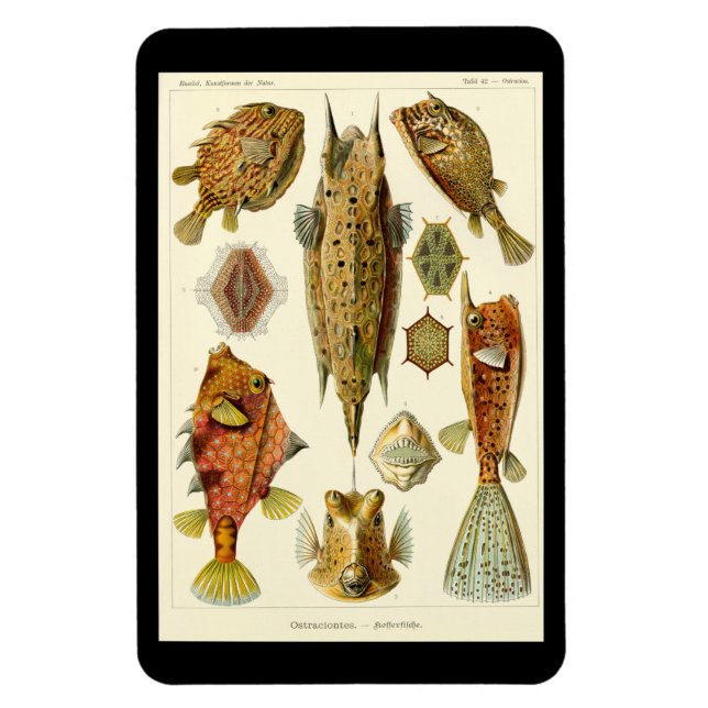 "Ostraciontes" av Ernst Haeckel Magnet (Vertikal)