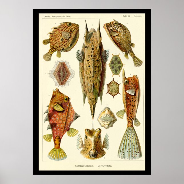 "Ostraciontes" av Ernst Haeckel Poster (Framsidan)