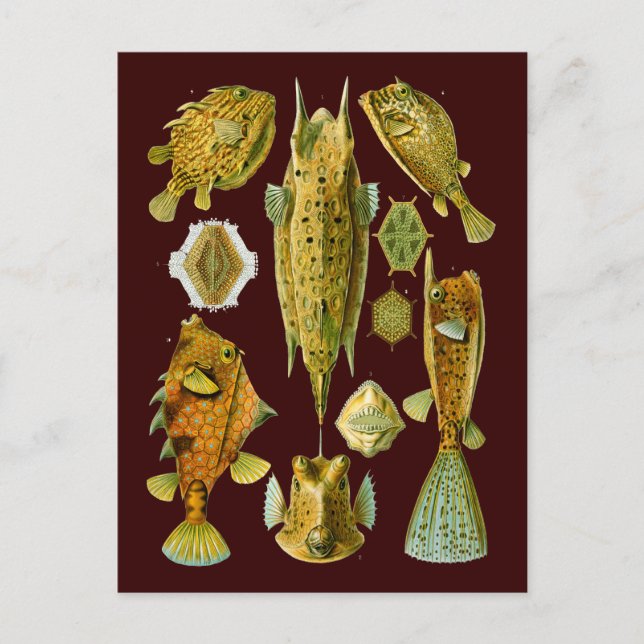 Ostraciontes (Boxfish), Ernst Haeckel Fine Art Vykort (Framsida)