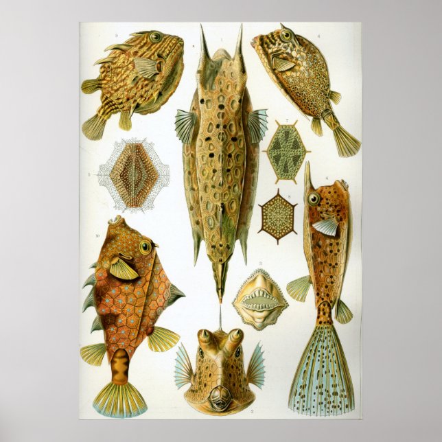 Ostraciontes Poster (Framsidan)