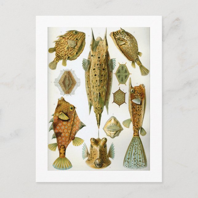 Ostraciontes Vykort (Framsida)