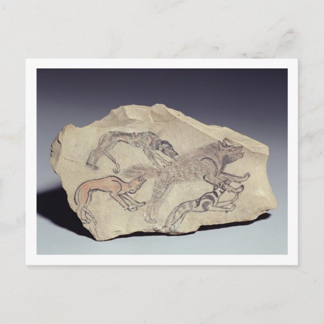 Ostracon som skildrar en hund som jagar en hyena ( vykort (Framsida)