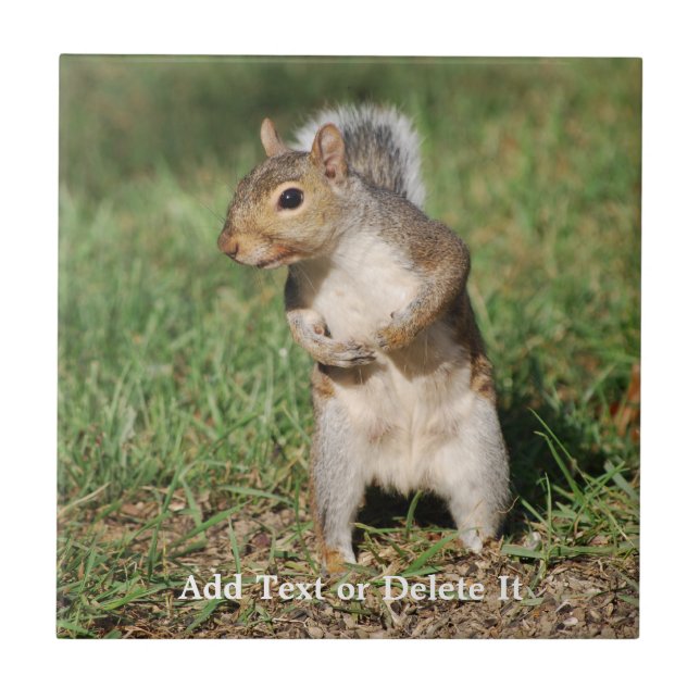 Östragråttekorren belägger med tegel kakelplatta (Framsidan)