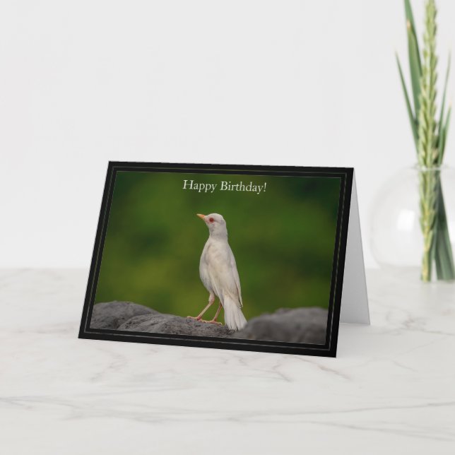 Östran Grattis på födelsedagen Card Albino Robin Kort (Framsida)