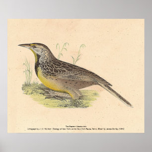 Östran Meadowlark (Sturnella magna) NY Birds Poster