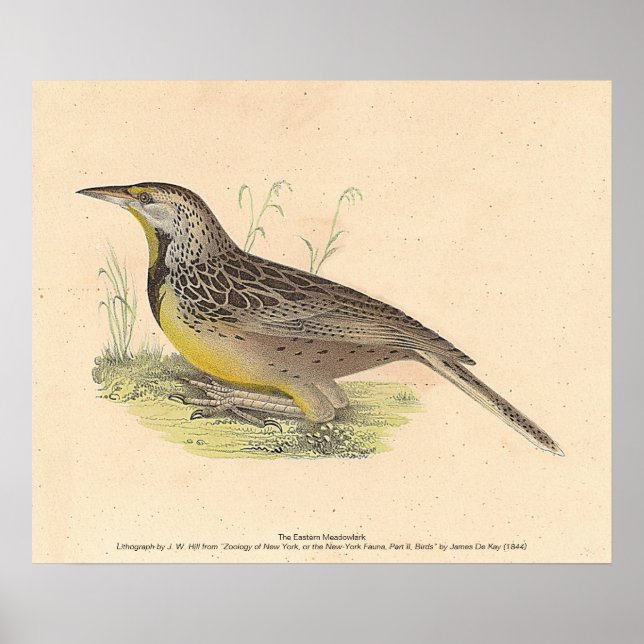 Östran Meadowlark (Sturnella magna) NY Birds Poster (Framsidan)