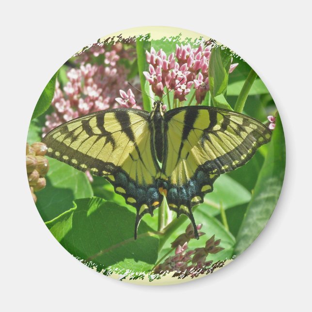 Östran Tiger Swallowtail Butterfly Magnet (Framsidan)
