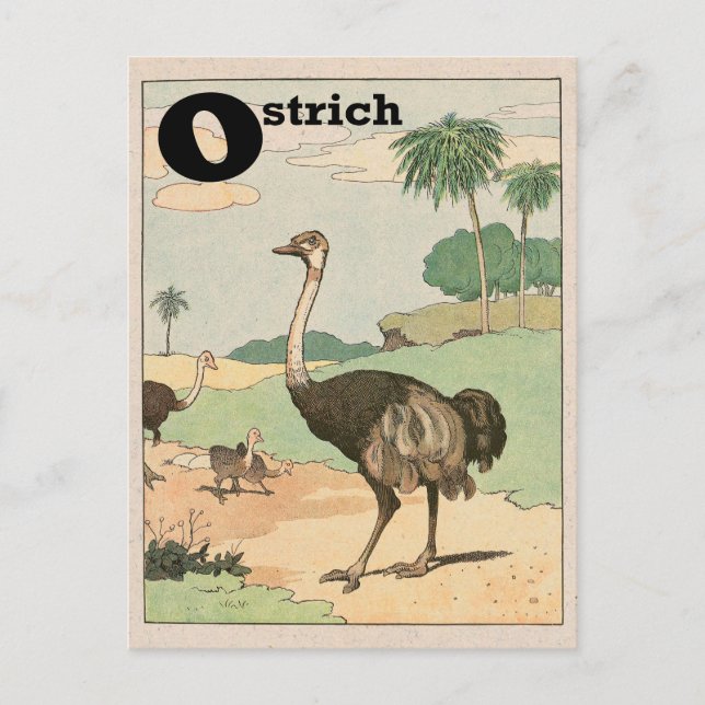 Ostrich Alphabet Brev Vykort (Framsida)