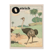 Ostrich Alphabet Brev