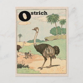 Ostrich Alphabet Brev Vykort