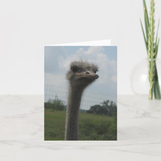 Ostrich Ansikte av "Jag är ledsen" Notecard Kort