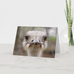 Ostrich ansikte-kort kort
