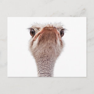 Ostrich Ansikte Vykort