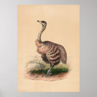 Ostrich av Joseph Varg Poster