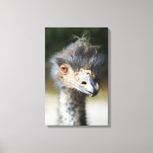 Ostrich Canvastryck