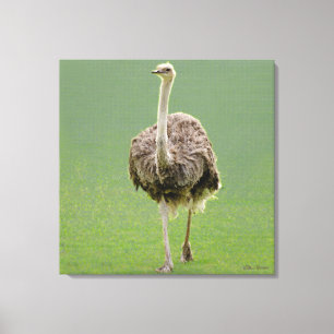 Ostrich Canvastryck