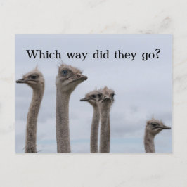 OSTRICH CONFUSION RELOCATION POSTCARD MEDDELANDE VYKORT