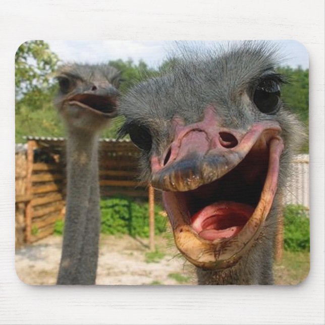 Ostrich Couple Mousepad Musmatta (Framsidan)