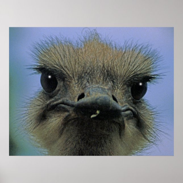 Ostrich eller Emu med "problem"! Poster (Framsidan)