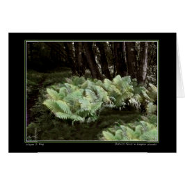 Ostrich Ferns i Langdon Skogen Hälsningskort
