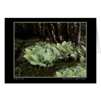 Ostrich Ferns i Langdon Skogen Hälsningskort