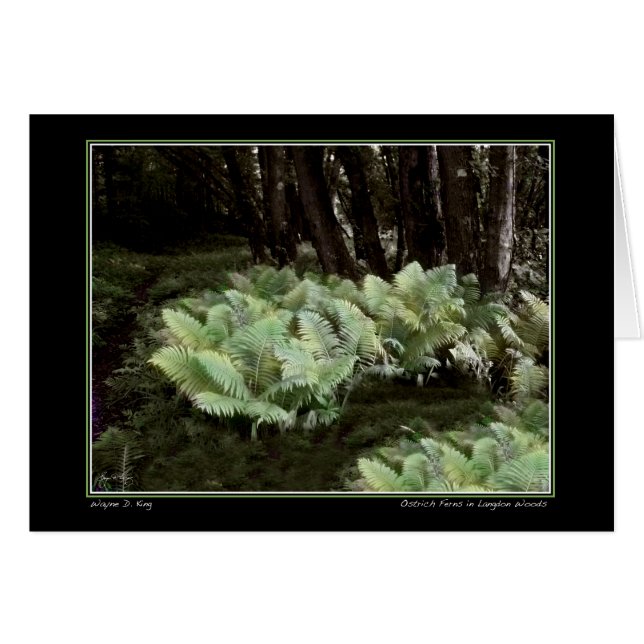 Ostrich Ferns i Langdon Skogen Hälsningskort (Framsidan Horizontal)